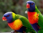lorikeets