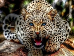 Magnificant leopard