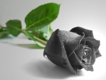 Black Rose