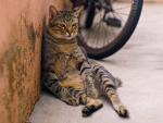 Street cat