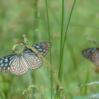 à¸´kiss like a butterfly