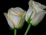 Creamy White Roses