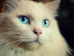 Blue Eyed Cat