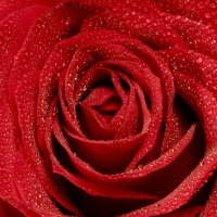 Red Open Rose