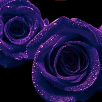 Purple Open Roses