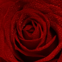 Red Open Rose