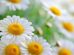 Garden of Daisies