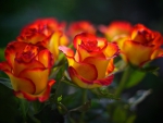 Lovely roses