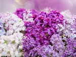 Lilacs