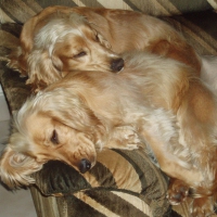 It's a dog's life!!!