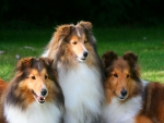 Collie trio