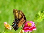 Swallowtail
