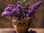 Basket lilac