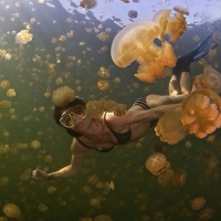 Photo of a Crazy Girl Swimming With JellyFish off The Coast of Queensland, Australia