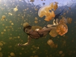Photo of a Crazy Girl Swimming With JellyFish off The Coast of Queensland, Australia