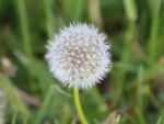 blowball