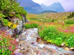 Flowers in Glacier national park mountain