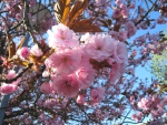 Cherry Bloom
