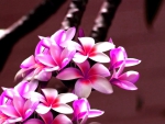 Plumeria