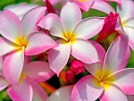 Plumeria Beauty