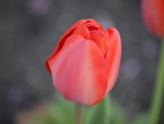 tulip