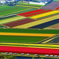 Tulip-National-Farm-Netherlands.