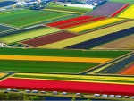 Tulip-National-Farm-Netherlands.
