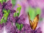 Lilacs and butterly
