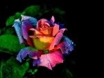 Colorful rose