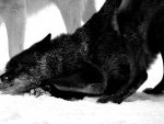 WOLVES IN SNOW