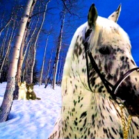 Appaloosa Horse