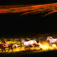 Horses Gallop In Pasture