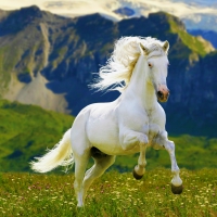 Ghost Of The Highlands