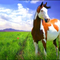 Beautiful Bald Face Bay Paint