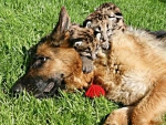 dog with cubs