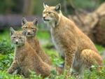 Mother Lynx
