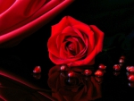 Red Rose