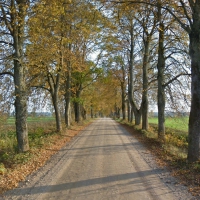 Road in Estonia