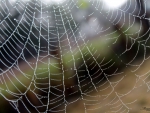 Dew Covered Spiderweb
