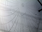 Dew Covered Spiderweb