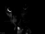 Black Cat Stare