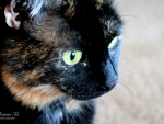 Tortie Cat Stare