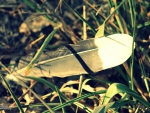 Bird Feather