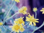 Yellow Flowers
