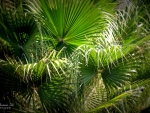 Palms
