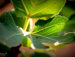 Fig Leaves