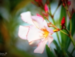 Pink Oleander Bloom