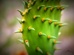 Gentle Cactus