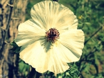 White Poppy