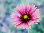 Desert Daisy